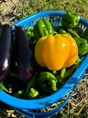 おにぎりマン農園にて山盛りお野菜を収穫🥬無農薬で安心安全！　～大阪　寝屋川　お米屋さん　ネオニコフリー～
